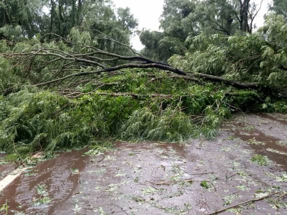 VÍDEO - Bombeiros trabalham cerca de 4 horas para retirar árvores caídas na ERS 342 em Independência
